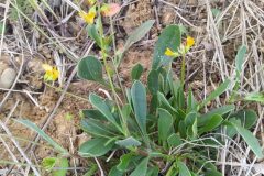 Scorpiurus subvillosus_Merce Vallicrosa CC BY-NC