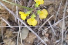 Scorpiurus subvillosus_Merce Vallicrosa CC BY-NC