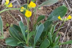 Scorpiurus subvillosus_Merce Vallicrosa CC BY-NC