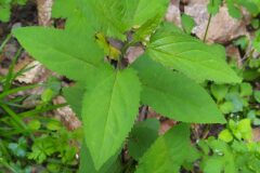 Scrophularia nodosa_Merce Vallicrosa CC BY-NC