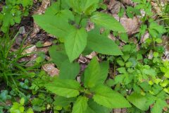 Scrophularia nodosa_Merce Vallicrosa CC BY-NC