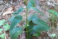 Scrophularia nodosa_Merce Vallicrosa CC BY-NC