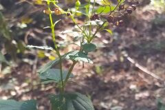 Scrophularia nodosa_Merce Vallicrosa CC BY-NC