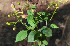 Scrophularia nodosa_Merce Vallicrosa CC BY-NC