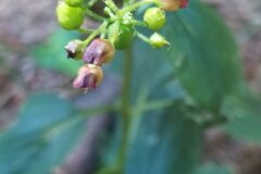 Scrophularia nodosa_Merce Vallicrosa CC BY-NC