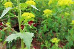 Scrophularia peregrina_Alexandra Perendones