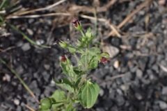 Scrophularia peregrina_Joanjo Garcia CC BY-NC