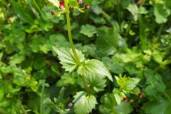 Scrophularia peregrina_Merce Vallicrosa CC BY-NC