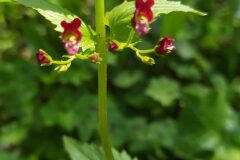 Scrophularia peregrina_Merce Vallicrosa CC BY-NC