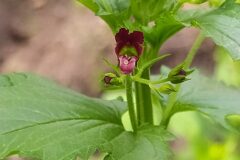 Scrophularia peregrina_Merce Vallicrosa CC BY-NC