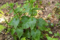 Scrophularia peregrina_Merce Vallicrosa CC BY-NC