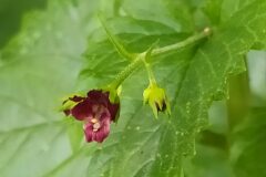 Scrophularia peregrina_Merce Vallicrosa CC BY-NC