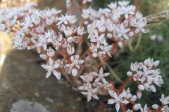 Sedum album_Jordi Puyuelo