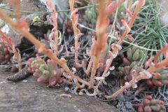 Sedum album_Jordi Puyuelo