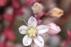 Sedum brevifolium_Merce Vallicrosa CC BY-NC