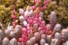 Sedum brevifolium_Merce Vallicrosa CC BY-NC