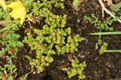 Sedum caespitosum_Margarida Vila CC BY-NC