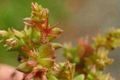 Sedum caespitosum_Margarida Vila CC BY-NC