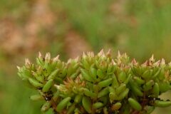 Sedum caespitosum_Margarida Vila CC BY-NC