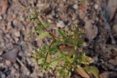 Sedum cepaea_Joanjo Garcia CC BY-NC