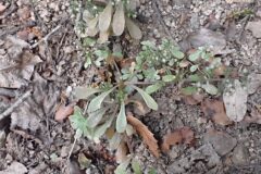 Sedum cepaea_Joanjo Garcia CC BY-NC