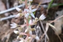 Sedum cepaea_Merce Vallicrosa CC BY-NC