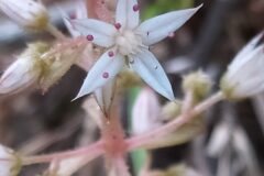 Sedum cepaea_Merce Vallicrosa CC BY-NC