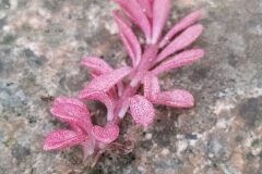 Sedum cepaea_Merce Vallicrosa CC BY-NC