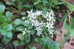 Sedum cepaea_Merce Vallicrosa CC BY-NC