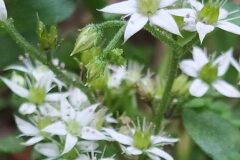 Sedum cepaea_Merce Vallicrosa CC BY-NC