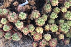 Sedum hirsutum hirsutum_Marc Riera CC BY