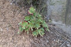 Sedum palmeri_ Katarzyna Zarnowiec CC BY-SA