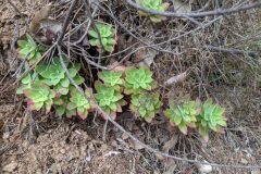Sedum palmeri_Katarzyna Zarnowiec CC BY-SA