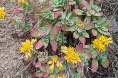 Sedum palmeri_Katarzyna Zarnowiec CC BY-SA