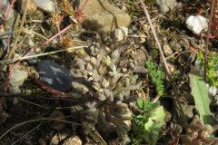 Sedum rubens_Margarida Vila CC BY-NC