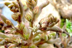 Sedum rubens_Margarida Vila CC BY-NC