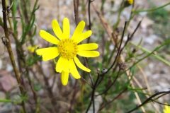 Senecio inaequidens_Adrian Pina CC BY-NC