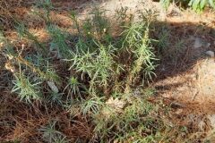 Senecio inaequidens_Josep Maspoch CC BY-NC