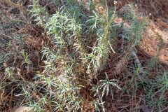 Senecio inaequidens_Josep Maspoch CC BY-NC