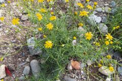 Senecio inaequidens_Merce Vallicrosa CC BY-NC