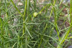 Senecio inaequidens_Merce Vallicrosa CC BY-NC