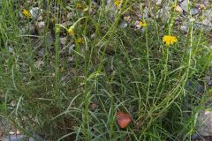 Senecio inaequidens_Merce Vallicrosa CC BY-NC