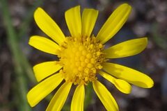 Senecio inaequidens_Merce Vallicrosa CC BY-NC