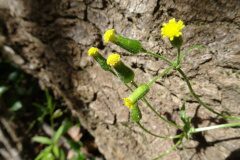 Senecio lividus_Josep Llovera CC BY-NC