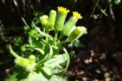 Senecio lividus_Josep Llovera CC BY-NC