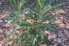 Senecio pterophorus_Andres Tello