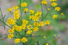 Senecio pterophorus_Joaquim Reberte