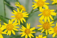 Senecio pterophorus_Joaquim Reberte