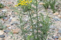 Senecio pterophorus_Joaquim Reberte