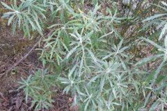 Senecio pterophorus_Josep Maspoch CC BY-NC